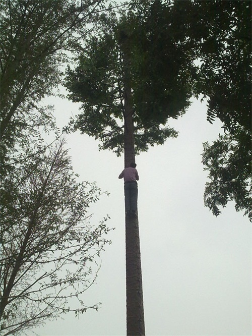 仿生樹塔生產(chǎn)廠家